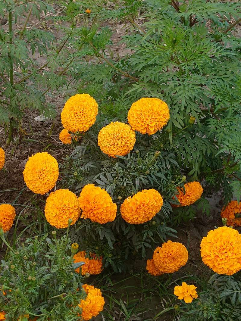 MD Sakib